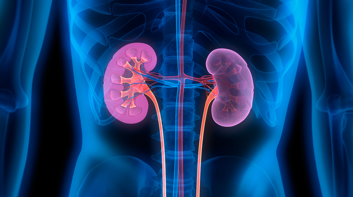 A diagram of the kidneys in the human body