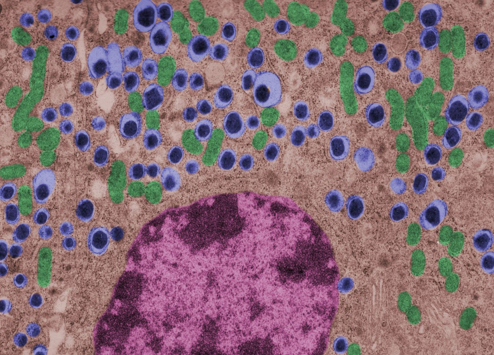 Beta cells of the pancreas