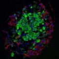 Stem Cells