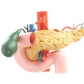 diabetes and the pancreas