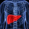 liver, insulin, diabetes, drugs